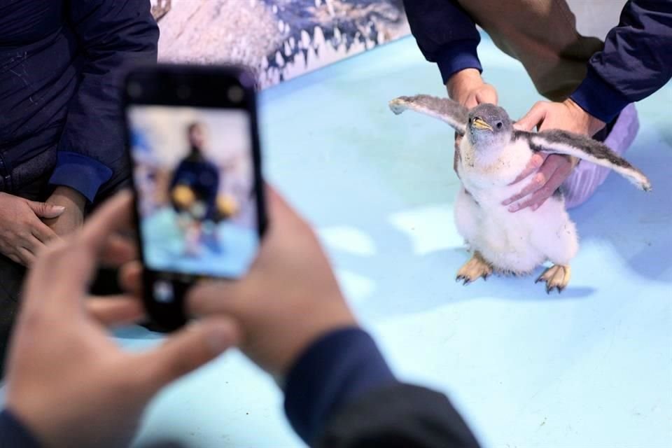 La especie de Ale está en riesgo menor, aunque está sujeta a la subsistencia de las islas al sur del planeta, en la Antártida, amenazadas por el calentamiento global.