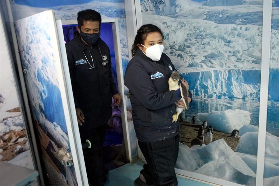 En la Navidad y el Año Nuevo, los expertos Patricia, Miriam, Cynthia, Andrés, Javier y Omar rifaron quién permanecería de guardia para supervisar al bebé.