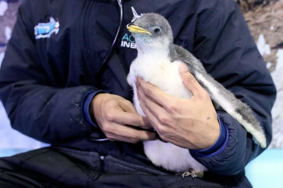 La cría eclosionó de un huevo colocado por sus padres, Mari y Beto.