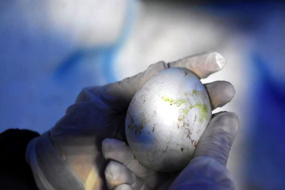 La gestación de Ale fue vigilada por especialistas del acuario Inbursa, quienes con lámparas formaron fotoperiodos; al reproducirse, tras hacer un nido de piedra, los pingüinos colocan sus huevos.