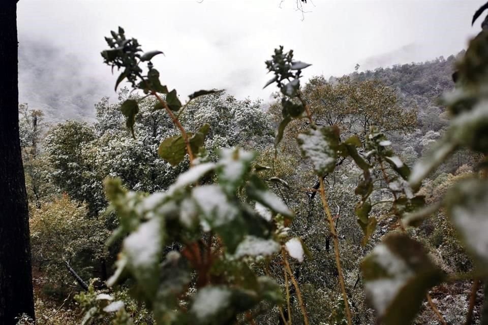 Durante la madrugada, habitantes de Ciénega de González y Laguna de Sánchez, en la Sierra de Santiago, reportaron la caída de nieve.