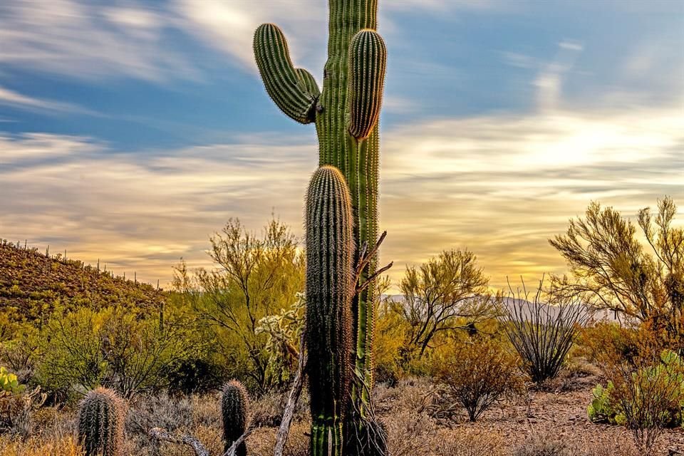 Saguaro National Park.