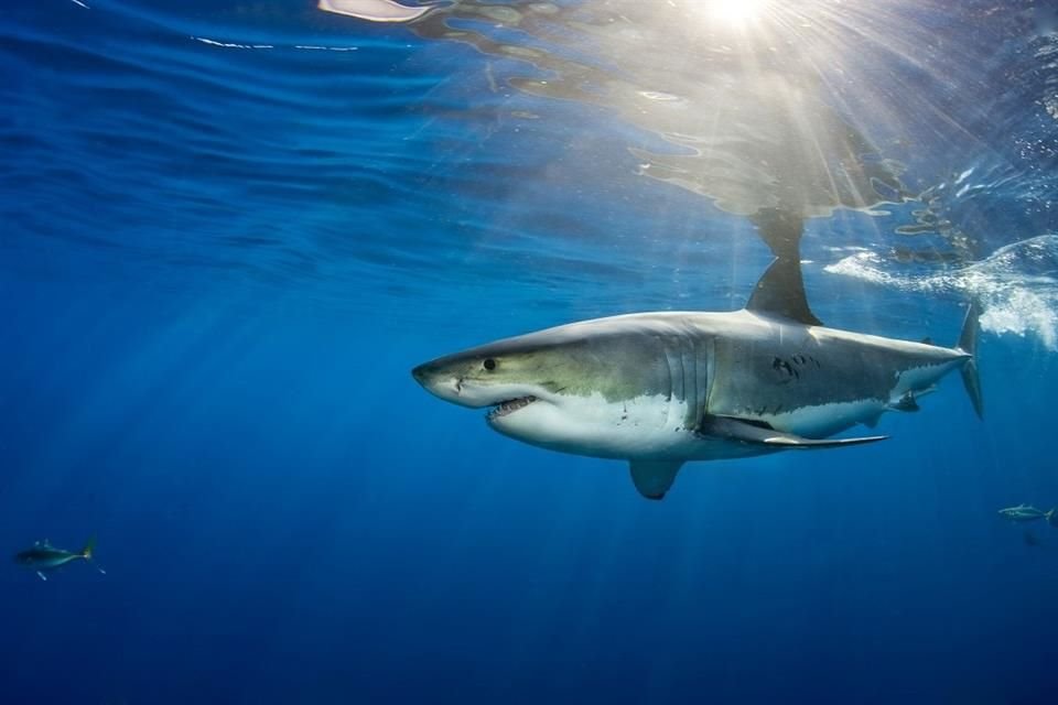 Algunas poblaciones del gran tiburón blanco se recuperan en el Atlántico.