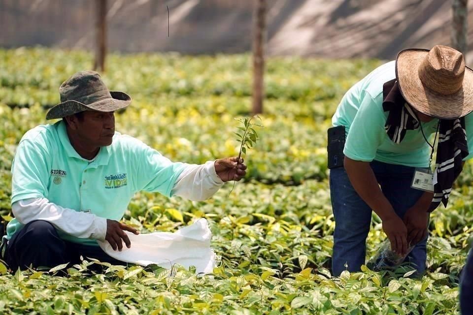 Valenzuela explicó que, en el caso de Veracruz, los recursos que les 'mochan' a los apoyos de las y los sembradores equivalen a más de 35 millones de pesos mensuales.