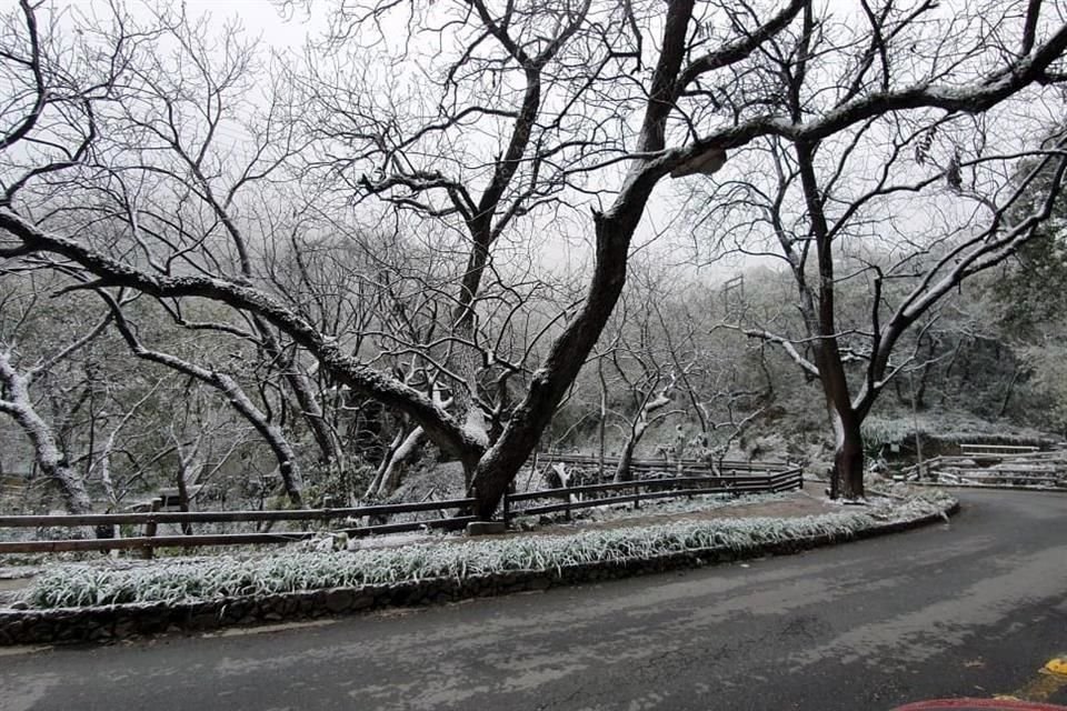 El Parque Ecológico Chipinque se cubrió de blanco tras la caída de aguanieve.