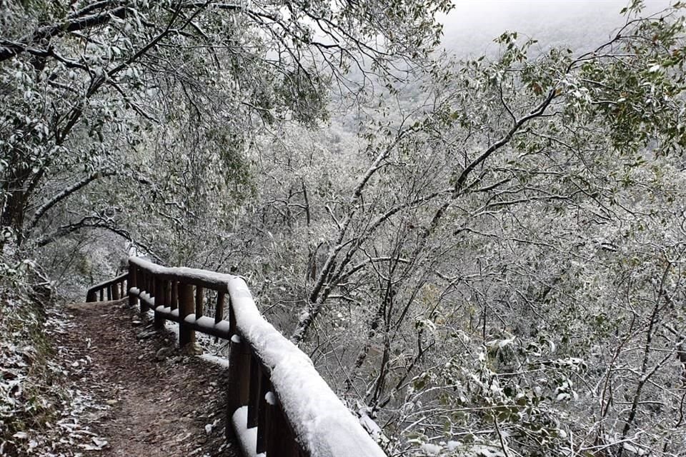 El Parque Ecológico Chipinque se cubrió de blanco tras la caída de aguanieve.