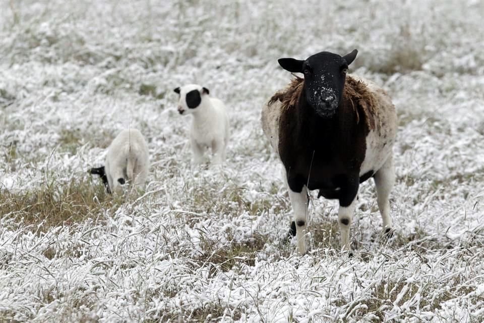 La zona ganadera, en Linares, dejó imágenes de los animales rodeados de nieve.