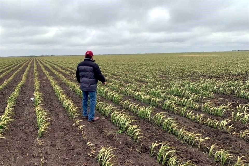 De acuerdo con la Sader, los cultivos de al menos 34 mil productores en Coahuila, Nuevo León y Tamaulipas resultaron afectados por heladas del frente frío 35.