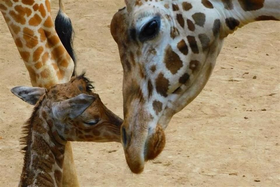 La jirafa más pequeña del Zoológico de Chapultepec busca un nombre, que se decidirá a través de una encuesta en línea.