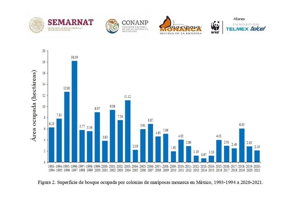 La mariposa monarca se distribuyó en un total de 2.10 hectáreas durante la temporada de hibernación 2020-2021, mientras que en el ciclo anterior alcanzó las 2.83 hectáreas.