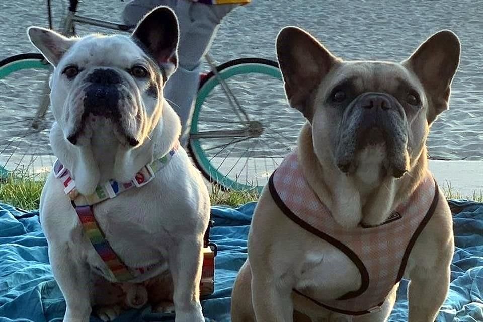 Los dos bulldogs franceses de Lady Gaga fueron recuperados sanos y salvos este viernes.