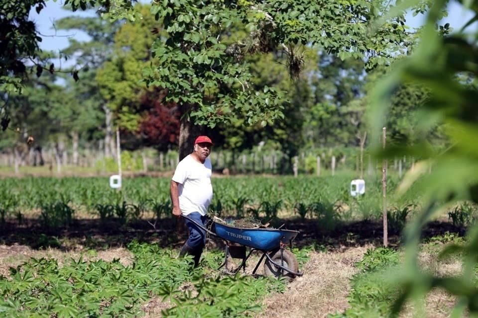 Se espera apoyar a 400 mil productores de pequeña escala de cultivos prioritarios.