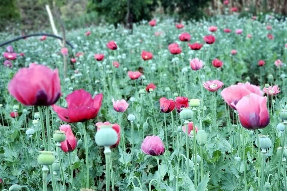 Planta de la amapola.