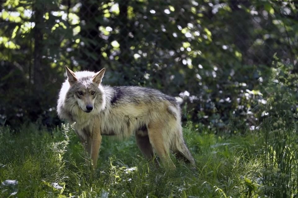 La población del lobo mexicano, una especie en peligro de extinción, aumentó 14 por ciento en Estados Unidos durante 2020.