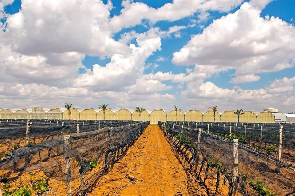 Campo Real Vinícola de Vinos Tierra Adentro, en Zacatecas ofrece un recorrido guiado, sin importar el conocimiento que tengas sobre esta bebida.