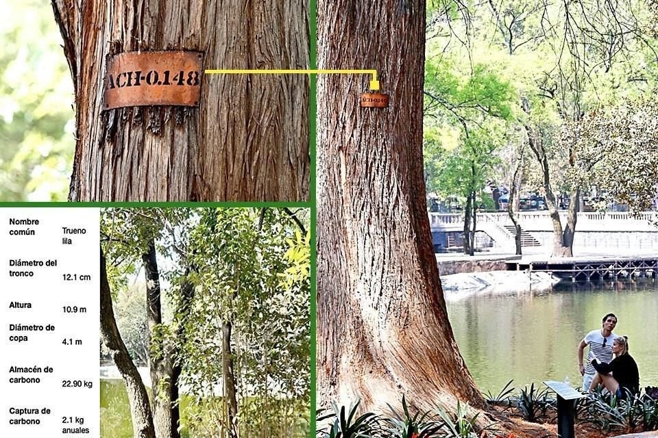 Una plataforma digital permite conocer desde casa datos de cada uno de los árboles del Bosque de Chapultepec, así como los servicios ambientales que ofrecen.