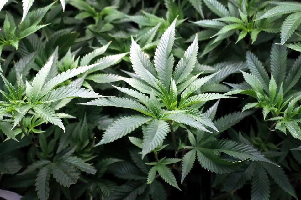 El tratamiento de cannabis se aplicará en  pacientes con dolores neuropáticos, epilepsia severa, algunos tipos de cáncer, en cuidados paliativos y en los casos de espasticidad dolorosa.