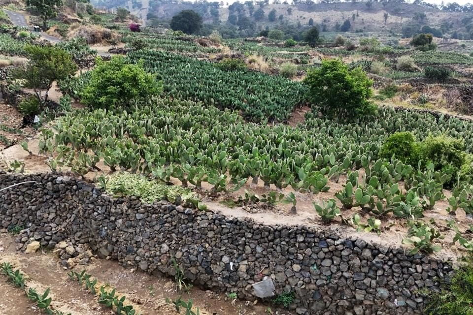 Las terrazas agrícolas de Xochimilco, Tláhuac, Milpa Alta y Tlalpan responden a un sistema ancestral que busca ser reconocido como Patrimonio de la Humanidad ante la UNESCO.