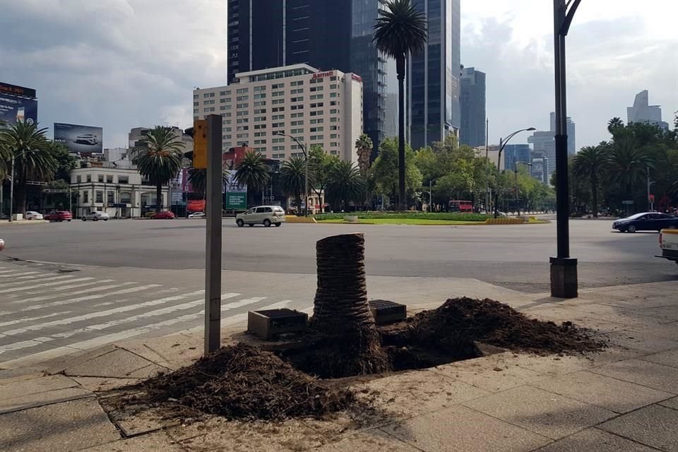 Una de las palmeras alrededor de la Glorieta de la Palma, en Paseo de la Reforma, será reemplazada, informó la Sedema.