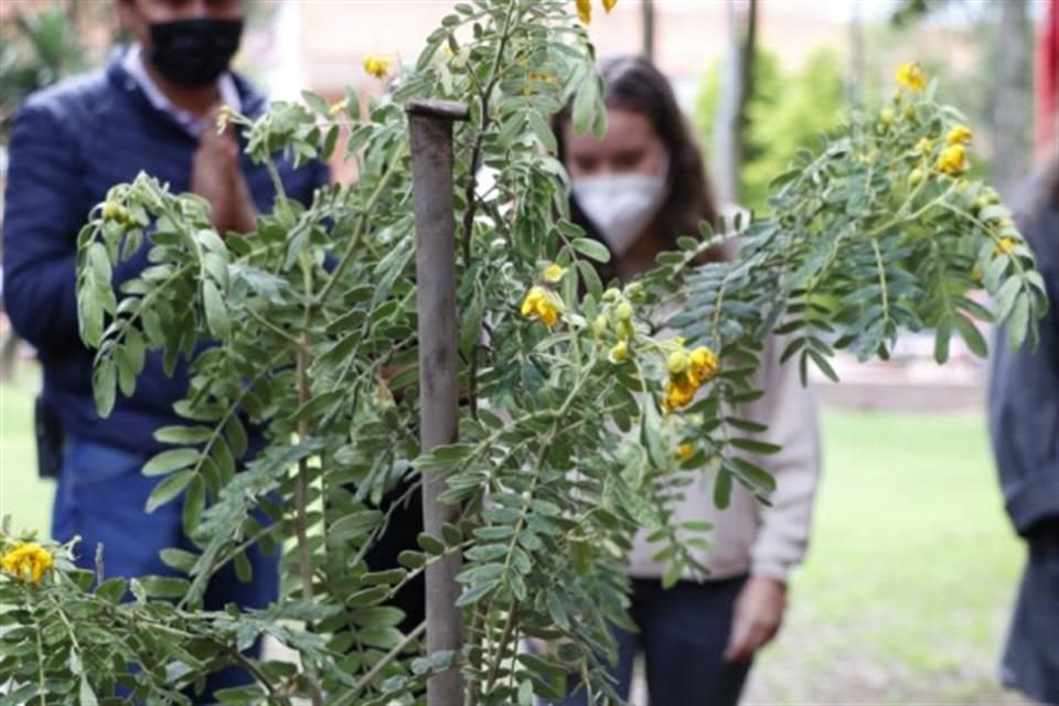 Integrantes de COPSA plantaron un árbol floral en el Jardín de la Fuente de la Ibero CDMX en memoria del Rector Saúl Cuautle Quechol.