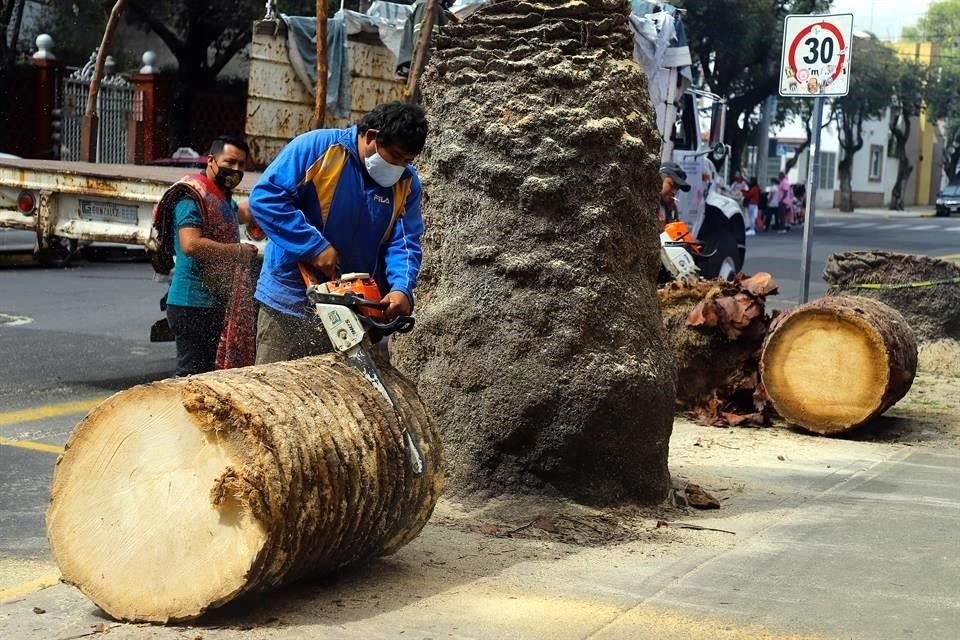 Debido a que tenían una plaga y representaban un riesgo para transeúntes y visitantes, las palmeras que había al exterior del Museo Frida Khalo fueron derribadas por trabajadores.