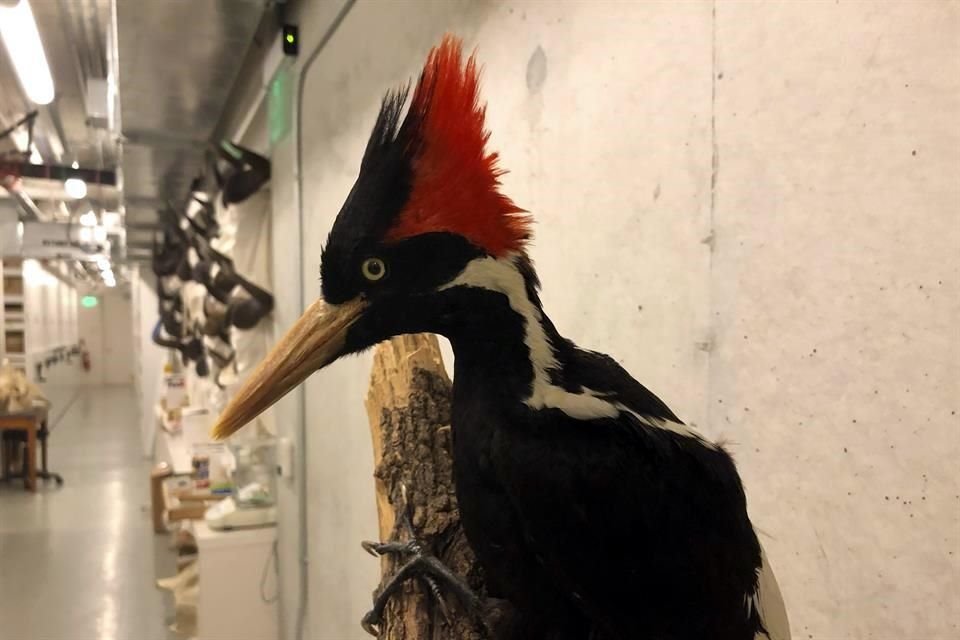 El picamaderos picomarfil, o pájaro carpintero real, fue declarado extinto por EU.
