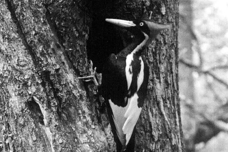 Foto no fechada de un pájaro carpintero real en la naturaleza.
