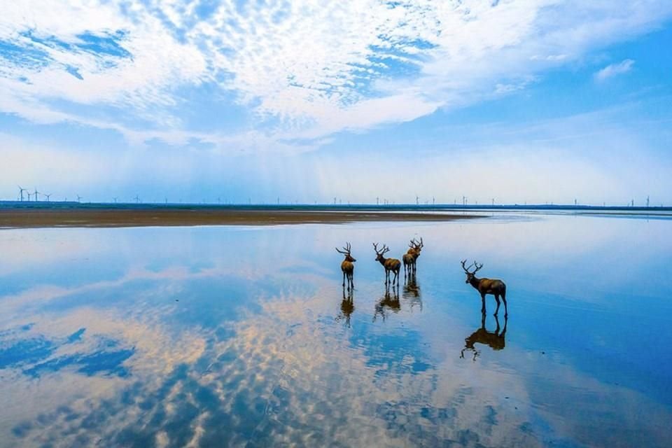 El 8 de septiembre de 2021, los ciervos salvajes beben bajo el cielo azul en el humedal Tiaozini en la ciudad de Dongtai, provincia de Jiangsu, en el este de China.