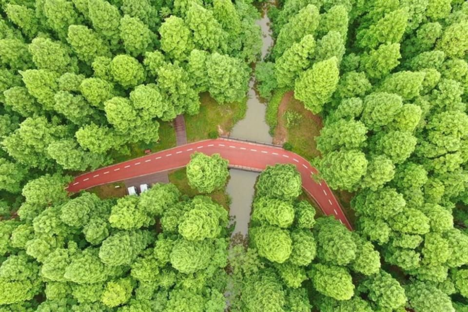 El 13 de mayo de 2021, la foto tomada por un dron muestra el Parque Forestal Nacional del Mar Amarillo en la provincia de Jiangsu, en el este de China, en verano.