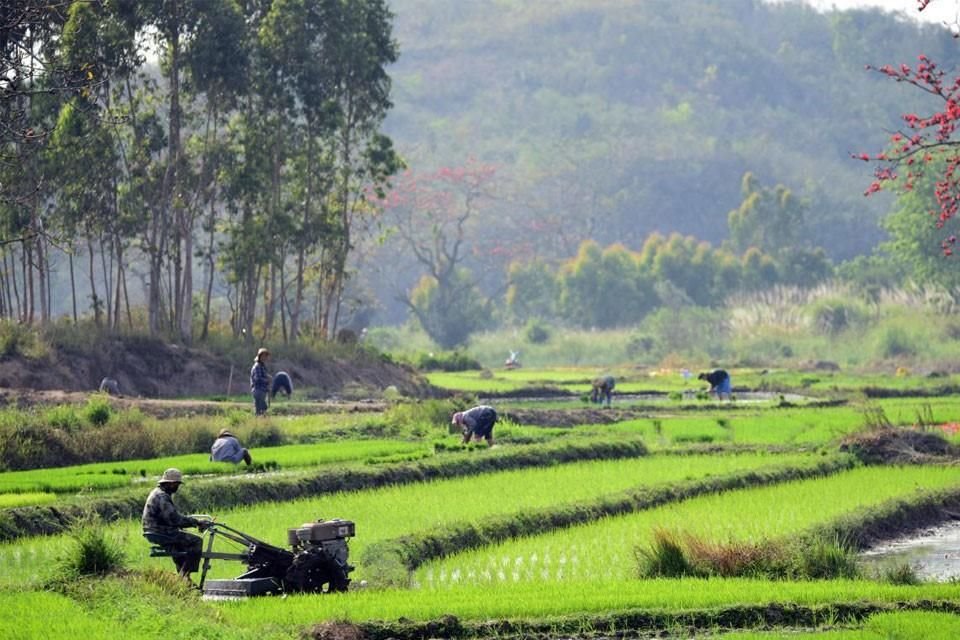 El 23 de febrero de 2021, personas del grupo étnico Li en la aldea de Pai'an del pueblo de Chahe, Changjiang, en la isla de Hainan, cultivaron en campos de arroz.