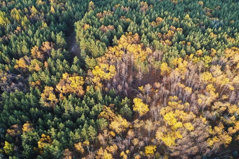 El 27 de septiembre de 2020, imagen del hermoso paisaje del Parque Forestal Nacional de Hebei Saihanba.