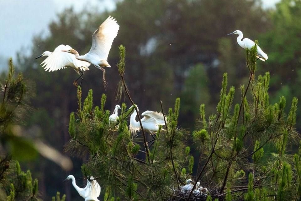 El 30 de mayo de 2020, en la aldea Toudaoshui de Liujiao, ciudad de Enshi, provincia de Hubei, grupos de garcetas crían en los bosques de la zona.