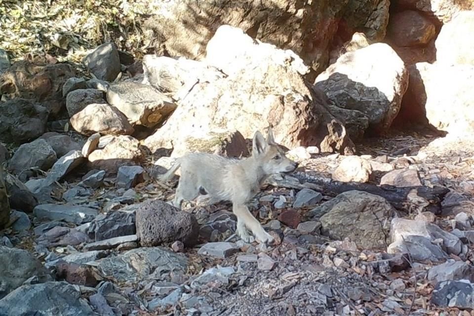 Cuatro lobos mexicanos serán liberados en el marco del 10 aniversario de la reintroducción de esta especie a su hábitat natural.