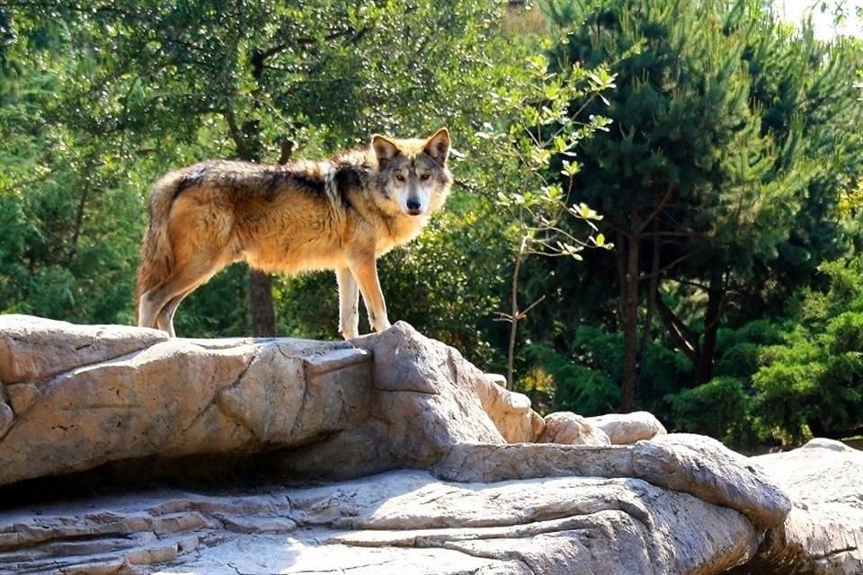 Cuatro lobos mexicanos serán liberados en el marco del 10 aniversario de la reintroducción de esta especie a su hábitat natural.