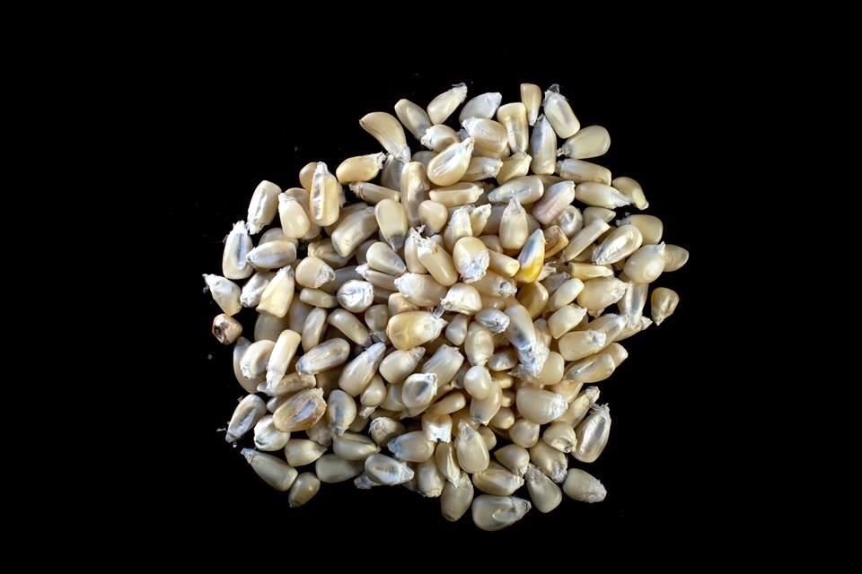 La Suprema Corte confirmó la orden de un juez federal que, desde 2013, prohíbe al Gobierno expedir permisos comerciales para maíz transgénico.