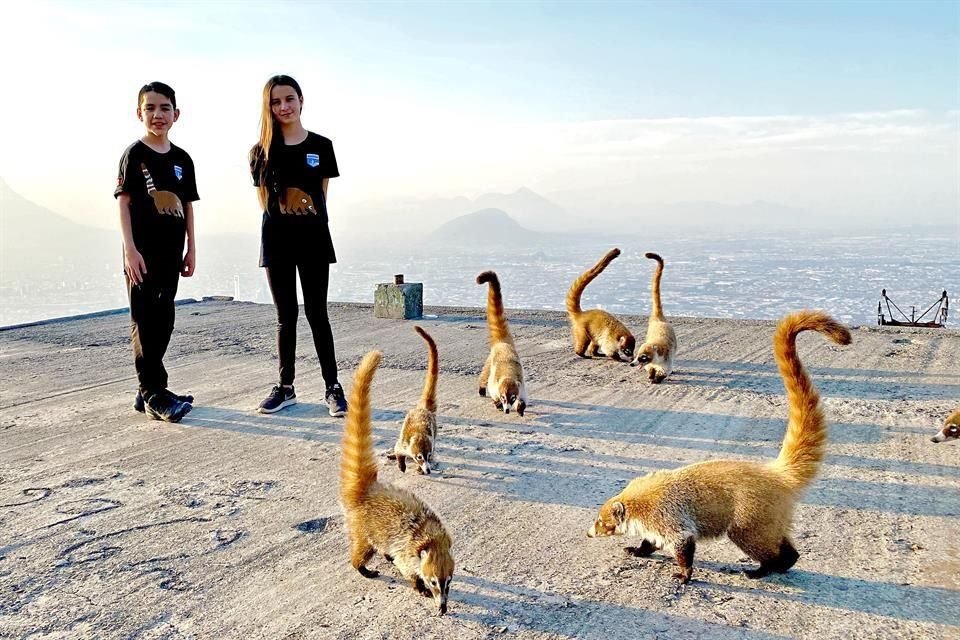 Fernanda Tamez y Jorge Alanís, alumnos de secundaria del Colegio Madison, son los primeros en investigar durante un año el impacto humano en la población del coatí del Cerro de la Silla.