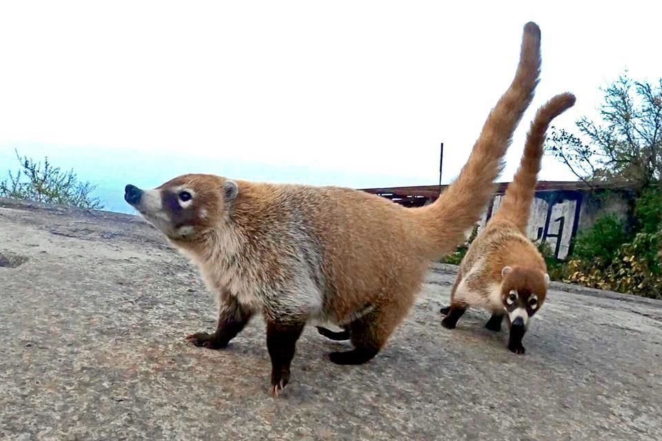 El coatí de nariz blanca (Nasua narica), también conocido como tejón mexicano, es un mamífero omnívoro.