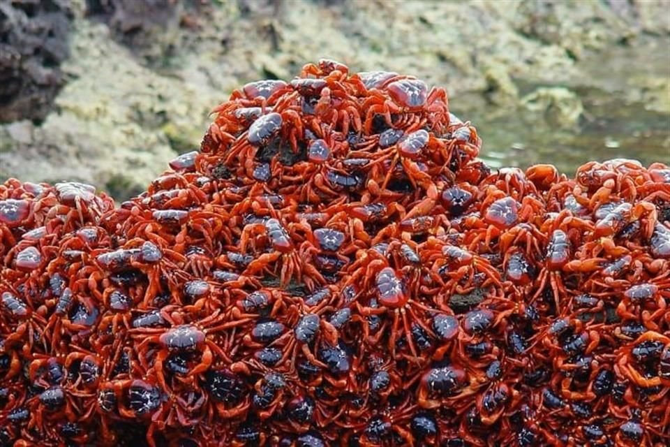 Los millones de cangrejos rojos que migran hacia el océano en la Isla de Navidad provocan embotellamientos, según autoridades.