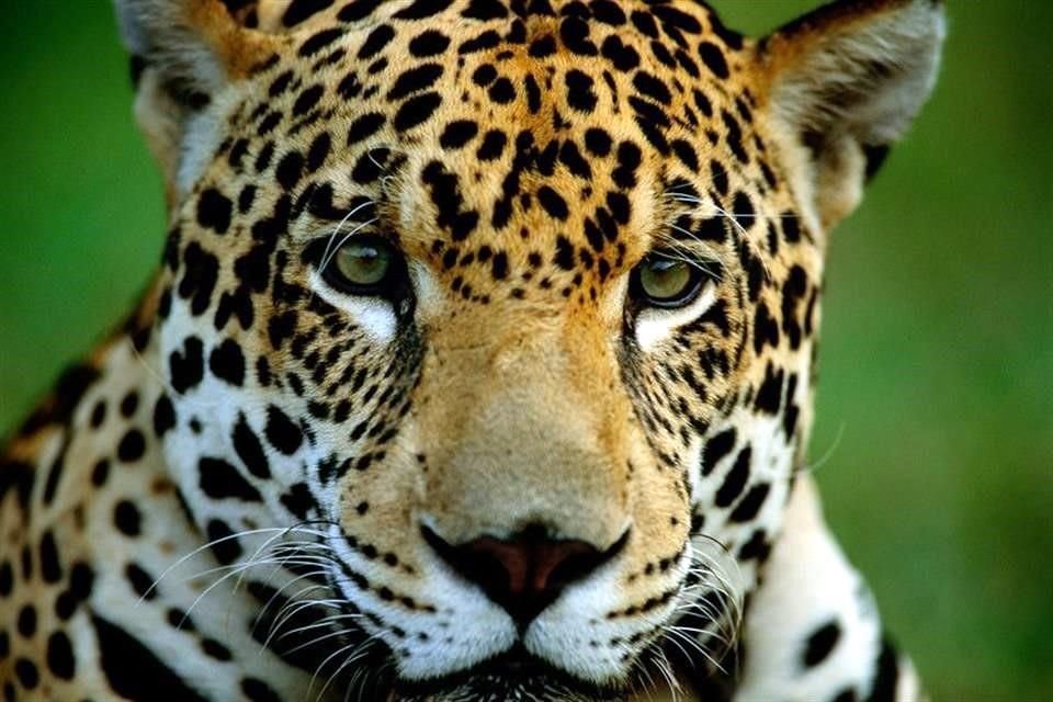 El felino más grande de América es el jaguar, animal que se encuentra en peligro de extinción en México.