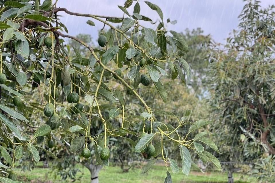 Depende del agua de lluvia aguacate de Michoacán