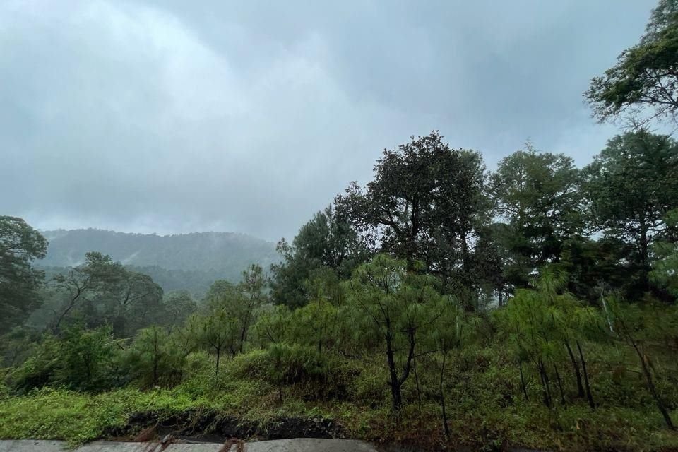 Depende del agua de lluvia aguacate de Michoacán