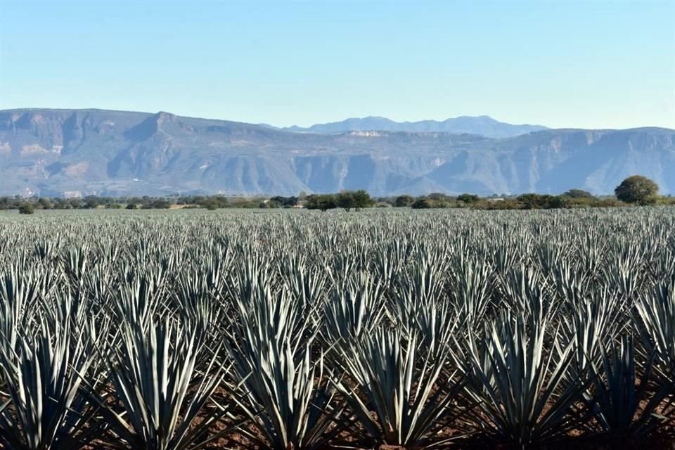 El tequila destaca internacionalmente como Denominación de Origen, y es ejemplo para que otros productos se promocionen con el mismo modelo.