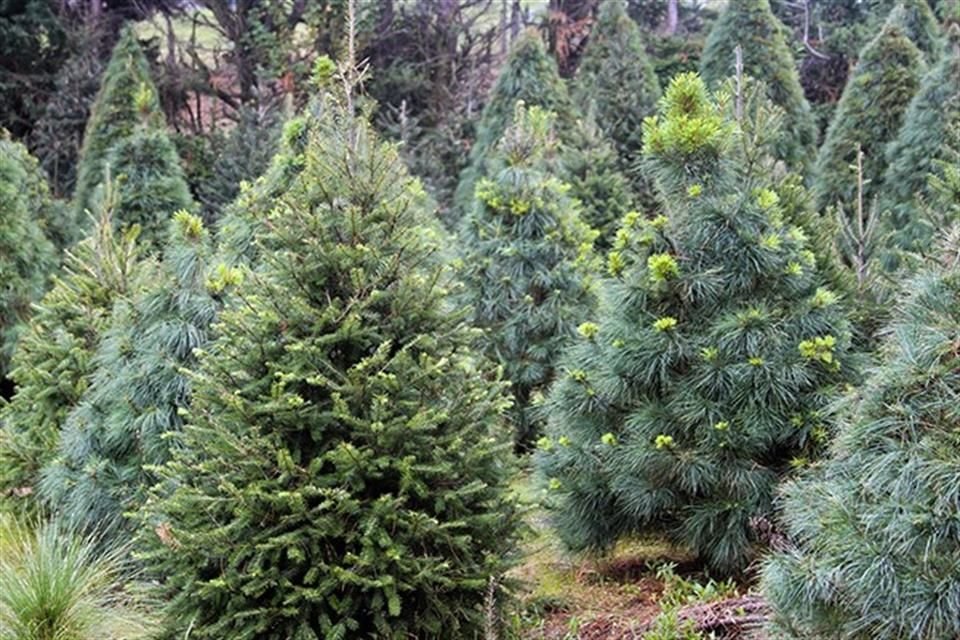 Un árbol natural tiene un impacto ambiental seis veces inferior que el de uno artificial, de acuerdo con Greenpeace México.