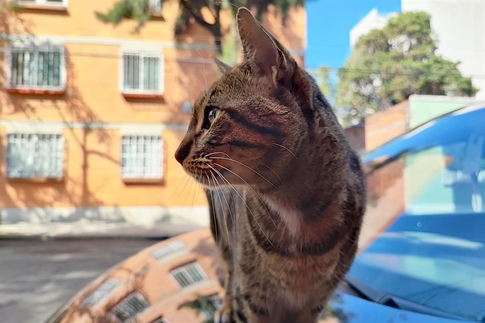 Fotografía tomada con Xiaomi 11T Pro.