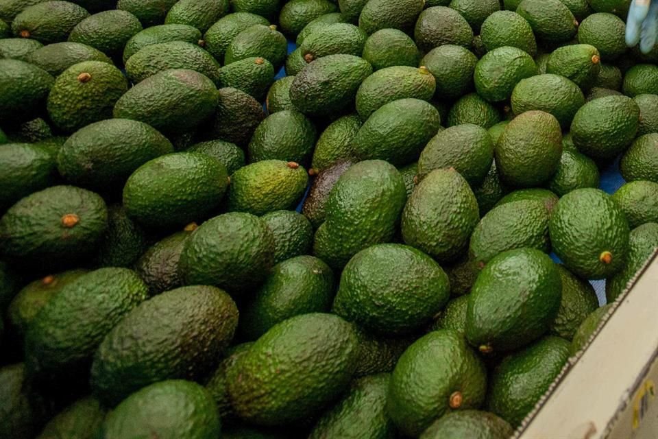 La cantidad de aguacate que se enviará aún está en estimaciones.