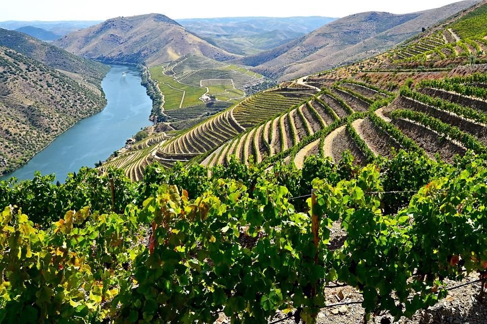 Portugal goza de uvas autóctonas al por mayor, estilos que van de lo ligero a lo dulce, tradición en la elaboración de fortificados y más.