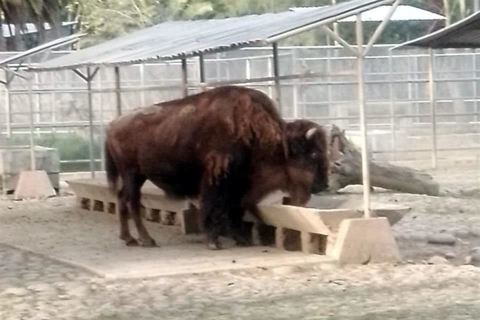 'La diabla' fue una de las bisontes más longevas de los Zoológicos de la Ciudad; Tenía casi 27 años de edad, por lo que superó la expectativa de vida de su especie que puede vivir entre 18 y 22 años.