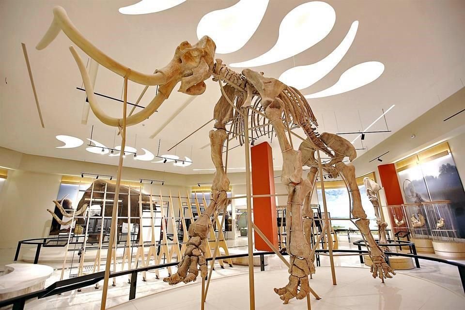 La pieza estelar del museo es un esqueleto de mamut con las piezas originales exhibidas, uno de los más completos de toda América.