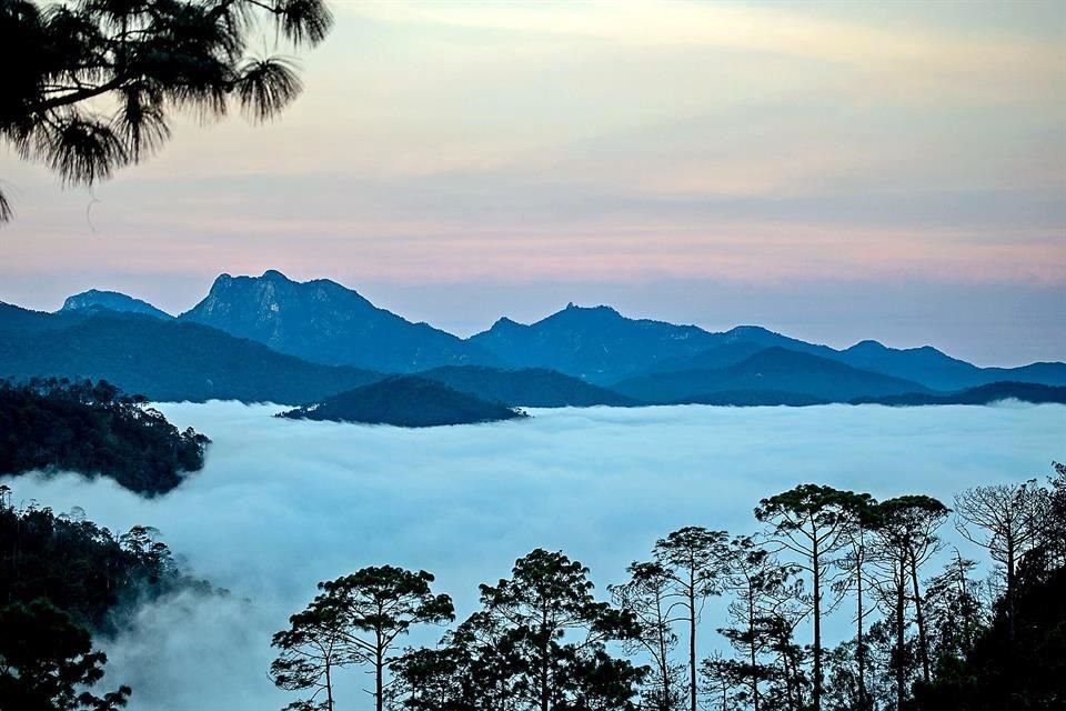 Ante la nueva ola de contagios, el Turismo de proximidad y el 'staycation' se presentan como un par de alternativas muy atractivas. En foto, el Bosque de Maple, en Talpa de Allende, Jalisco.