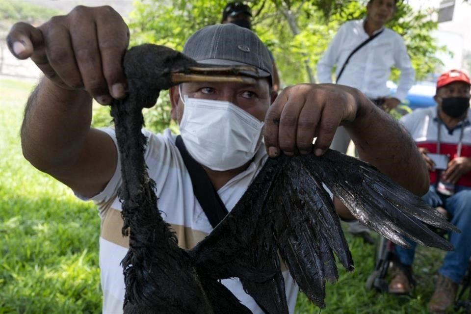 Un pescador de la comunidad muestra un ave muerta afectada por el derrame.